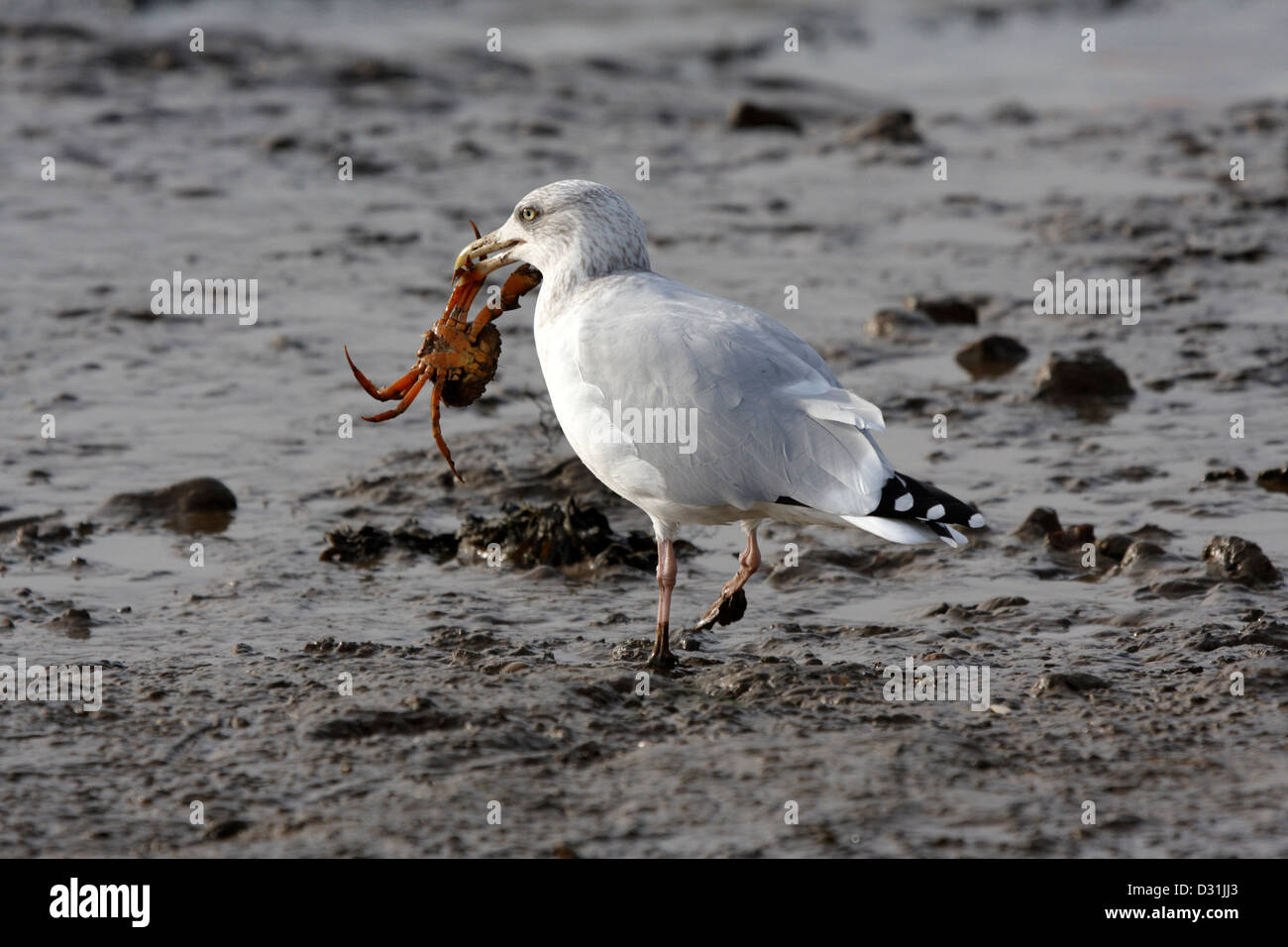 Aringa Gull cattura un granchio Foto Stock