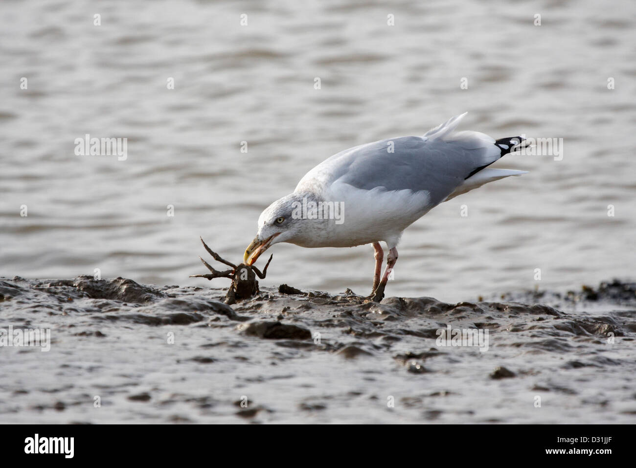 Aringa Gull cattura un granchio Foto Stock