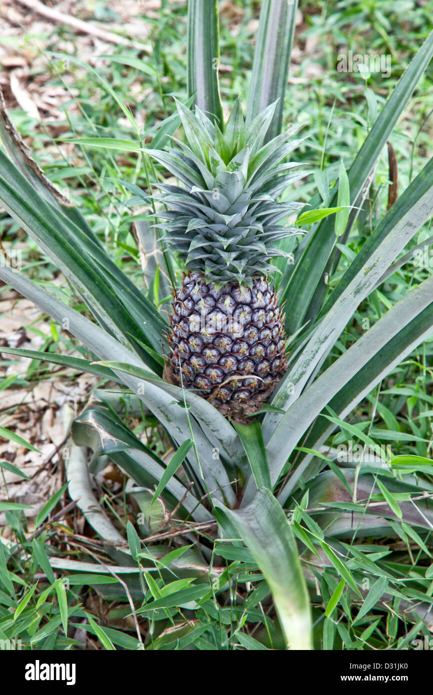 Zanzibar;Africa;Ananas;;frutta verdura;mandrie cresciuto su Spice organici di aziende agricole Foto Stock