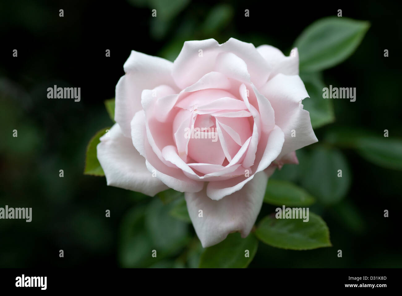 Una sola rosa vecchio stile rosa contro un oscuro sfondo naturale Foto Stock