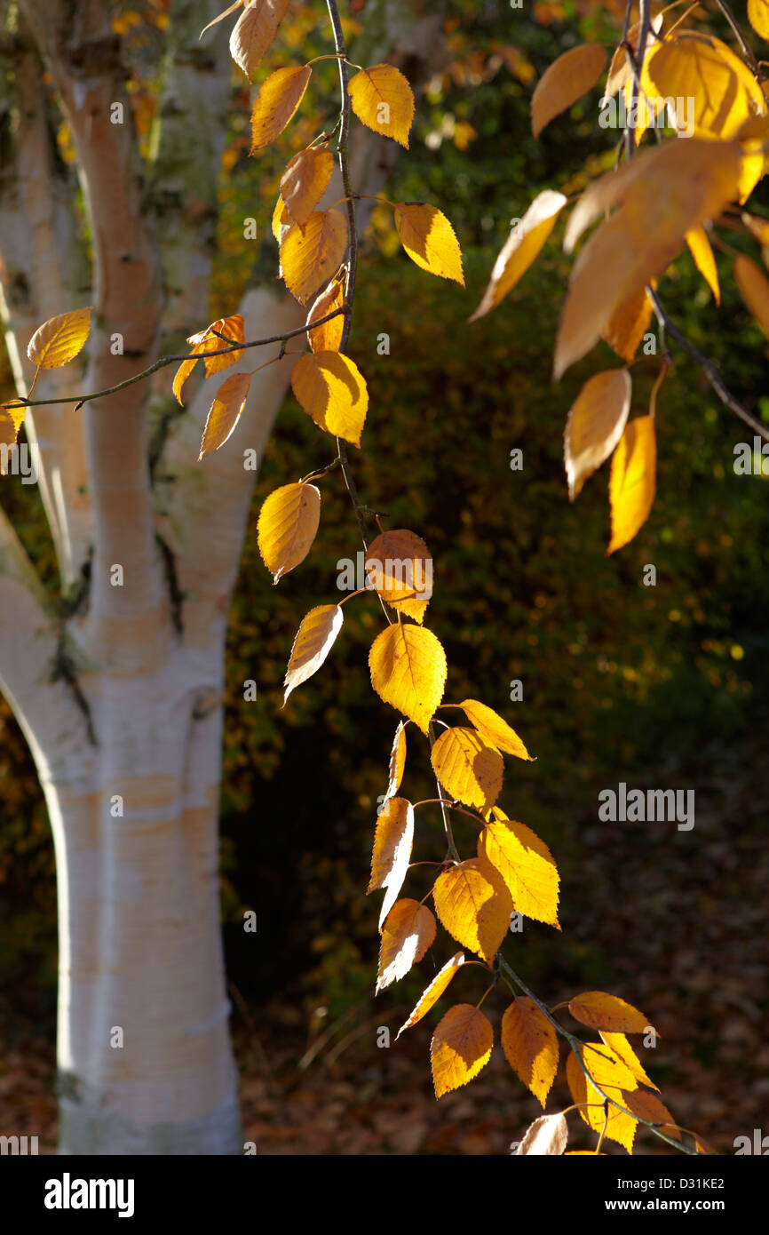 "Betula utilis' Himalayan Birch in autunno Foto Stock