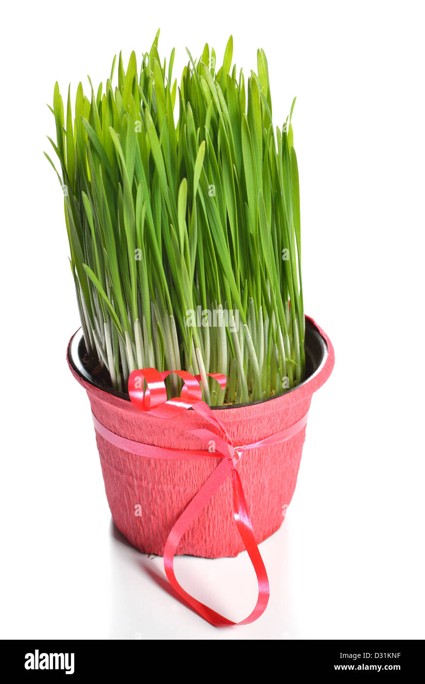 Organici di erba di frumento, decorate in pentola floreale su sfondo bianco Foto Stock