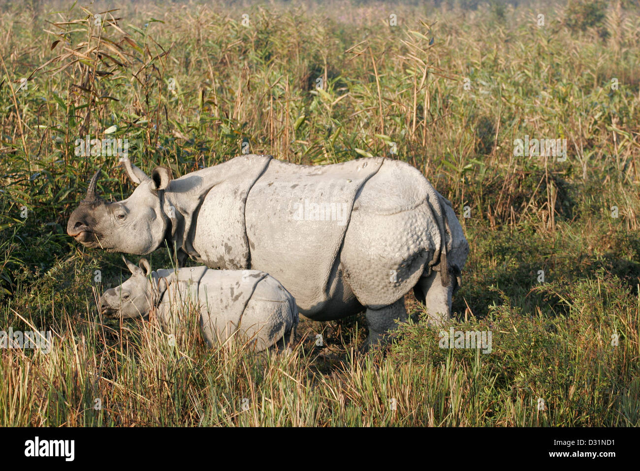 Un corno di rinoceronte indiano, il Parco Nazionale di Kaziranga, Assam, Nordest dell India Foto Stock