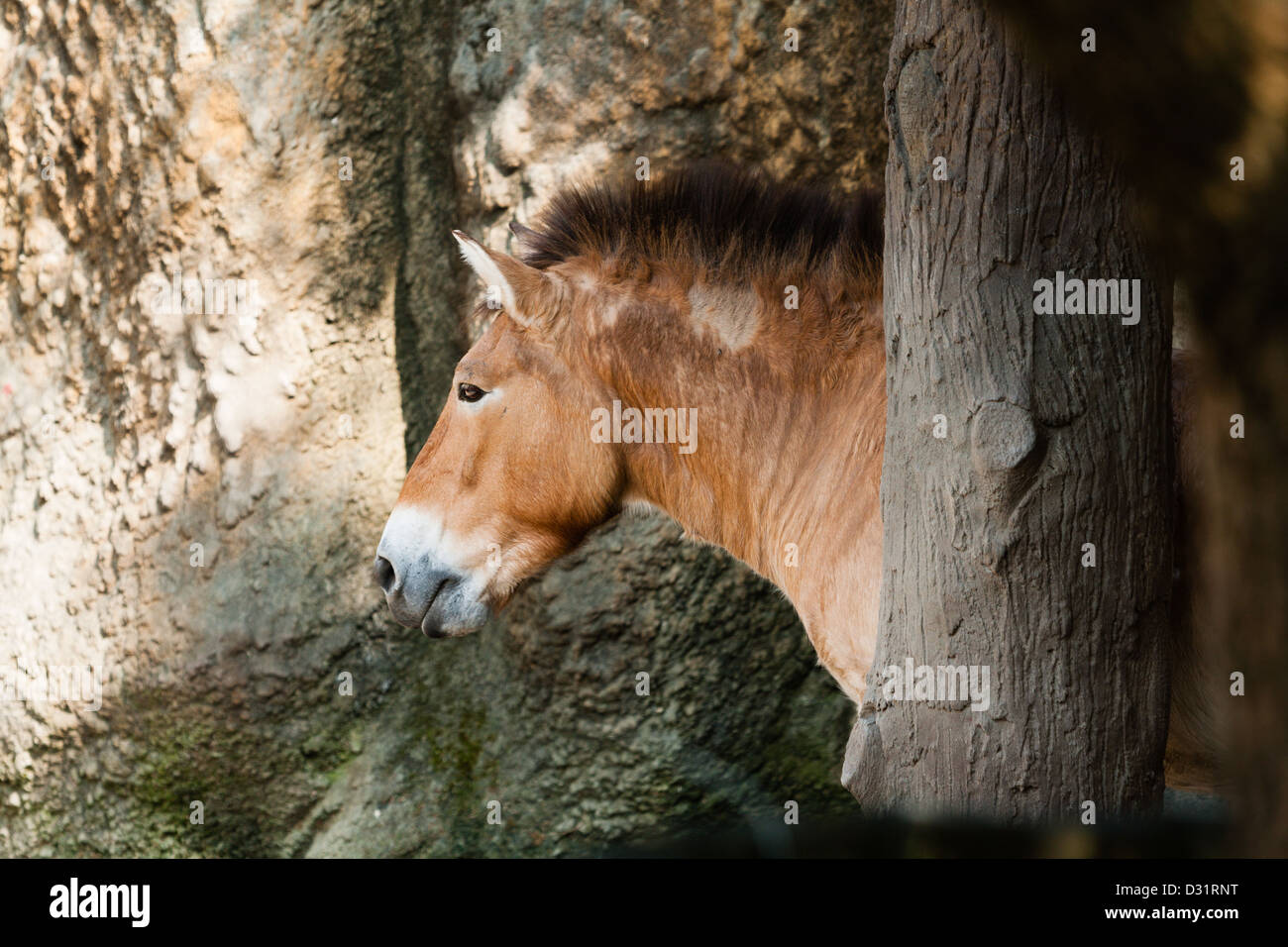 Cavallo di Przewalski (Equus ferus przewalskii) a.k.a. Cavallo Dzungarian, testa, criniera e pelliccia, guardando verso la parte anteriore, lo Zoo di Taipei a.k.a. Lo Zoo di Muzha, Taiwan Foto Stock