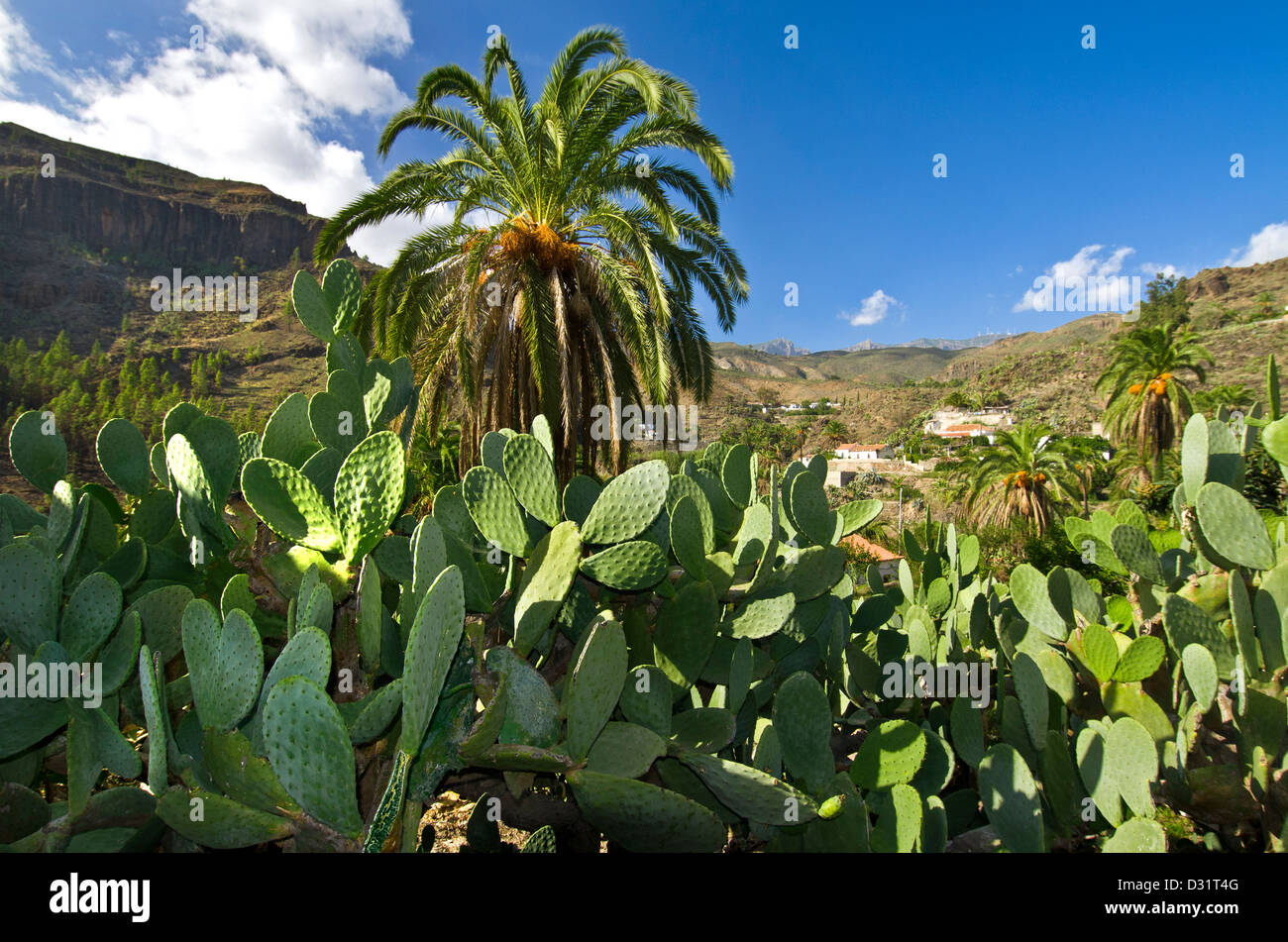 Montagna delle palme della buganvillea immagini e fotografie stock ad alta  risoluzione - Alamy