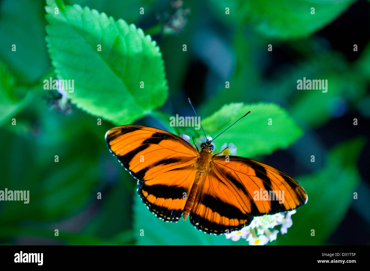 Nastrare Orange Butterfly Dryadula phaetusa Foto Stock