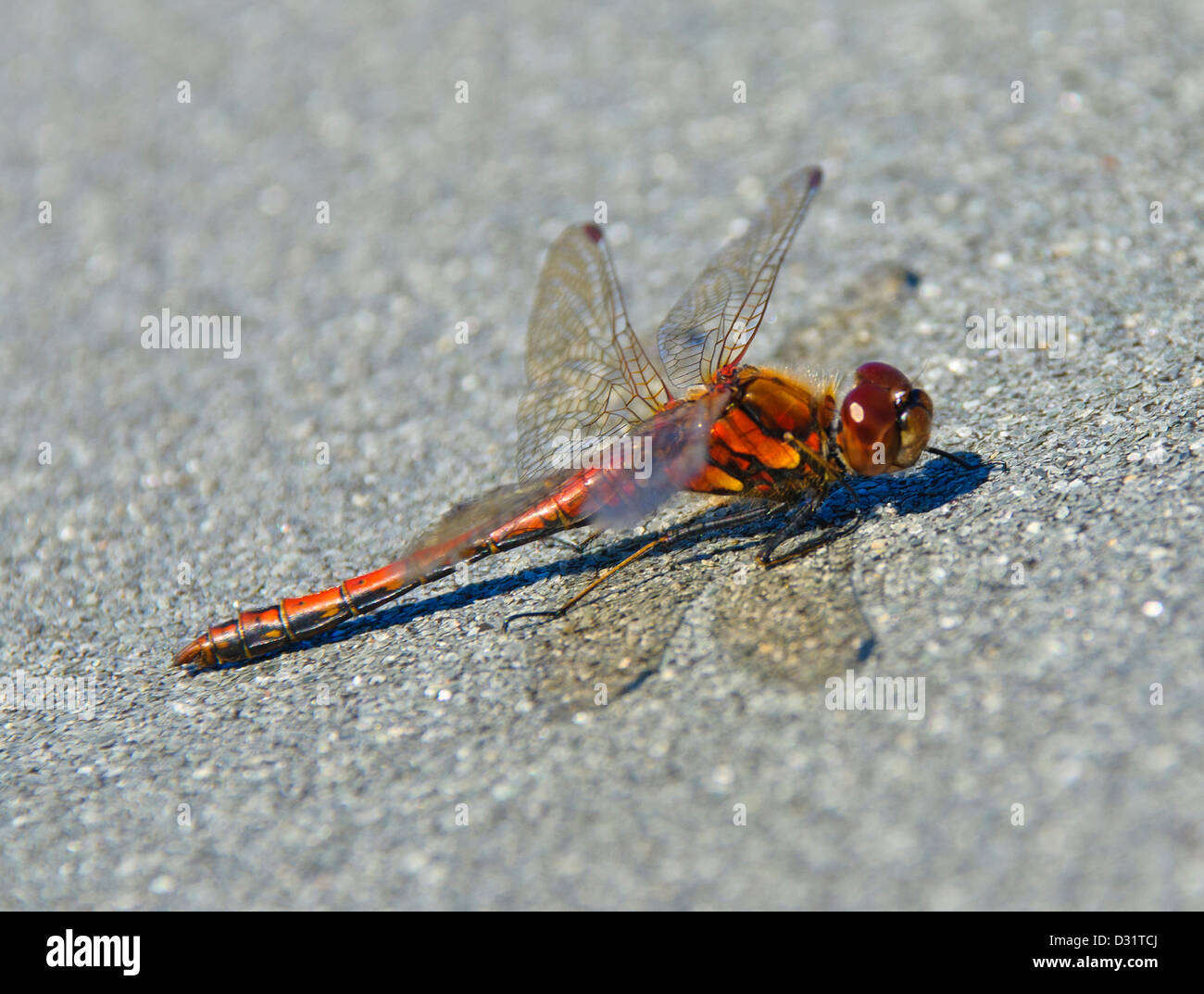Dragonfly a Loch Coultrie, Wester Ross Foto Stock