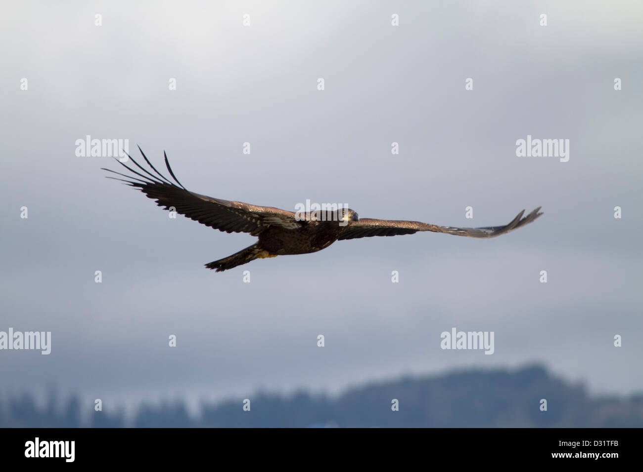 Immagine catturata a Ankeny National Wildlife Refuge vicino a indipendenza, Oregon, U.S.A. Foto Stock