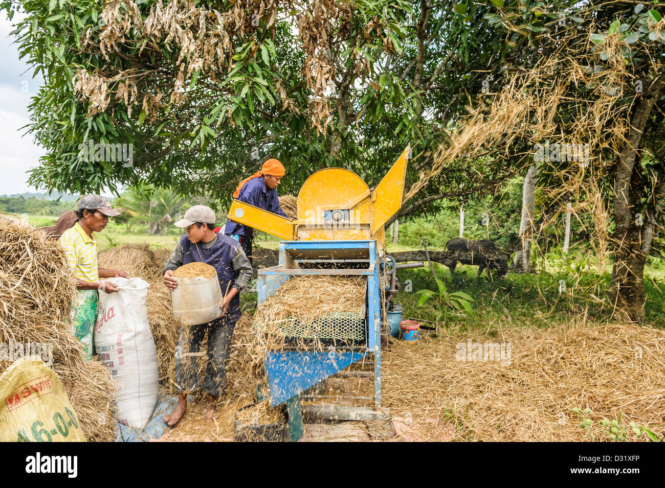 Un gruppo di uomini la trebbiatura del riso con una macchina, Port Barton, Filippine, Asia Foto Stock
