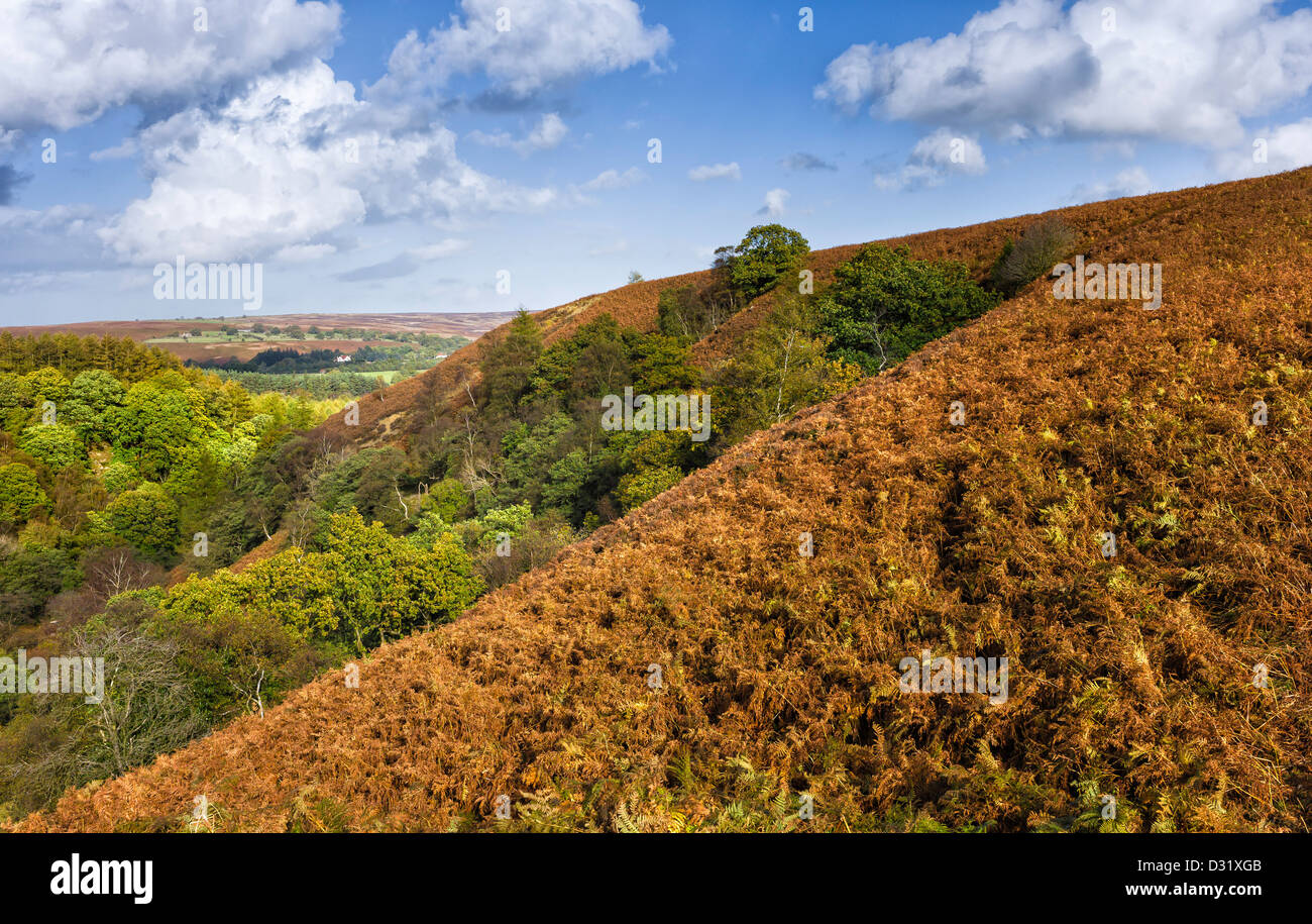 Vista del North York Moors National Park vicino al West Beck nel villaggio di Goathland, North Yorkshire, Regno Unito. Foto Stock