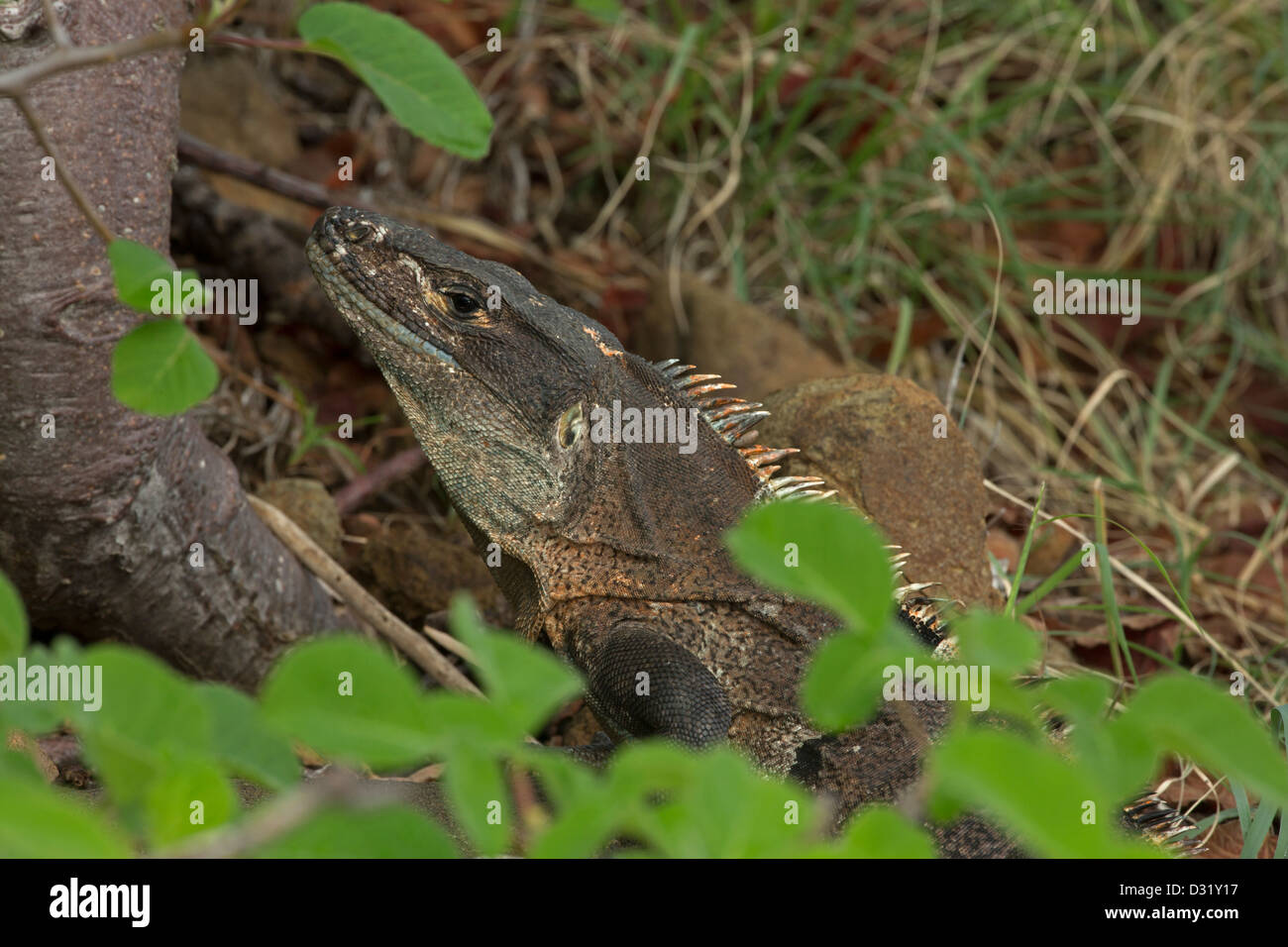Spinosa-tailed Iguana - (Ctenosaura similis) - Costa Rica - Tropical foresta secca - Santa Rosa Parco Nazionale, Murcielago isole Foto Stock