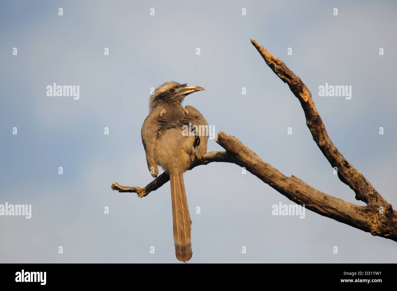 Il grigio indiano Hornbill,Ocyceros birostris è un comune hornbill trovato sul subcontinente indiano. Foto Stock