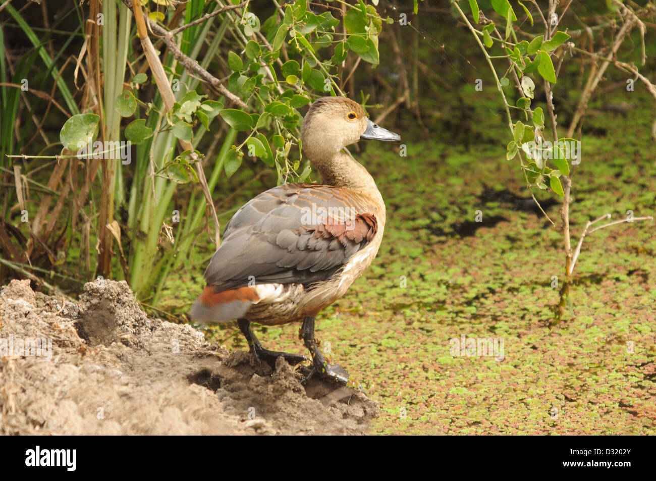 La minore un sibilo d'anatra, Dendrocygna javanica, noto anche come sibilo indiano anatra o sibilo minore Teal. Foto Stock