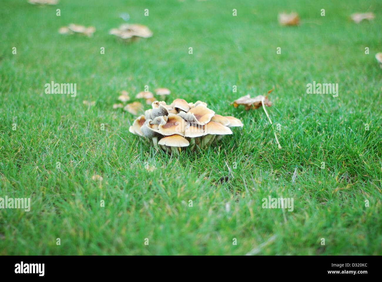 Close up immagine artistica di un cluster di piccoli funghi e funghi intorno a un taglio ceppo di albero su erba con la profondità di campo Foto Stock