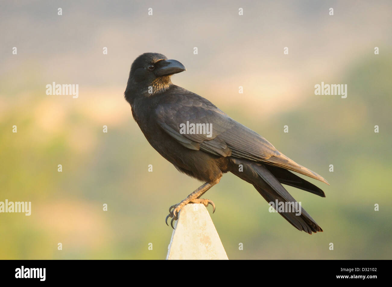 La giungla indiana Crow, Corvus culminatus è un tutto-nero della specie di crow trovati nelle pianure di India. Foto Stock