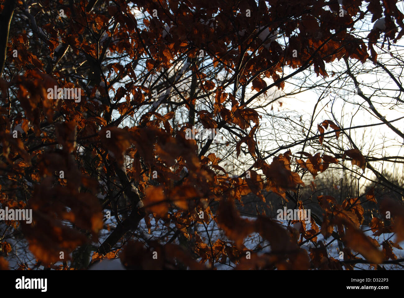 Morto un cespuglio di foglie d'arancio contro un tramonto su una coperta di neve area o campo Foto Stock