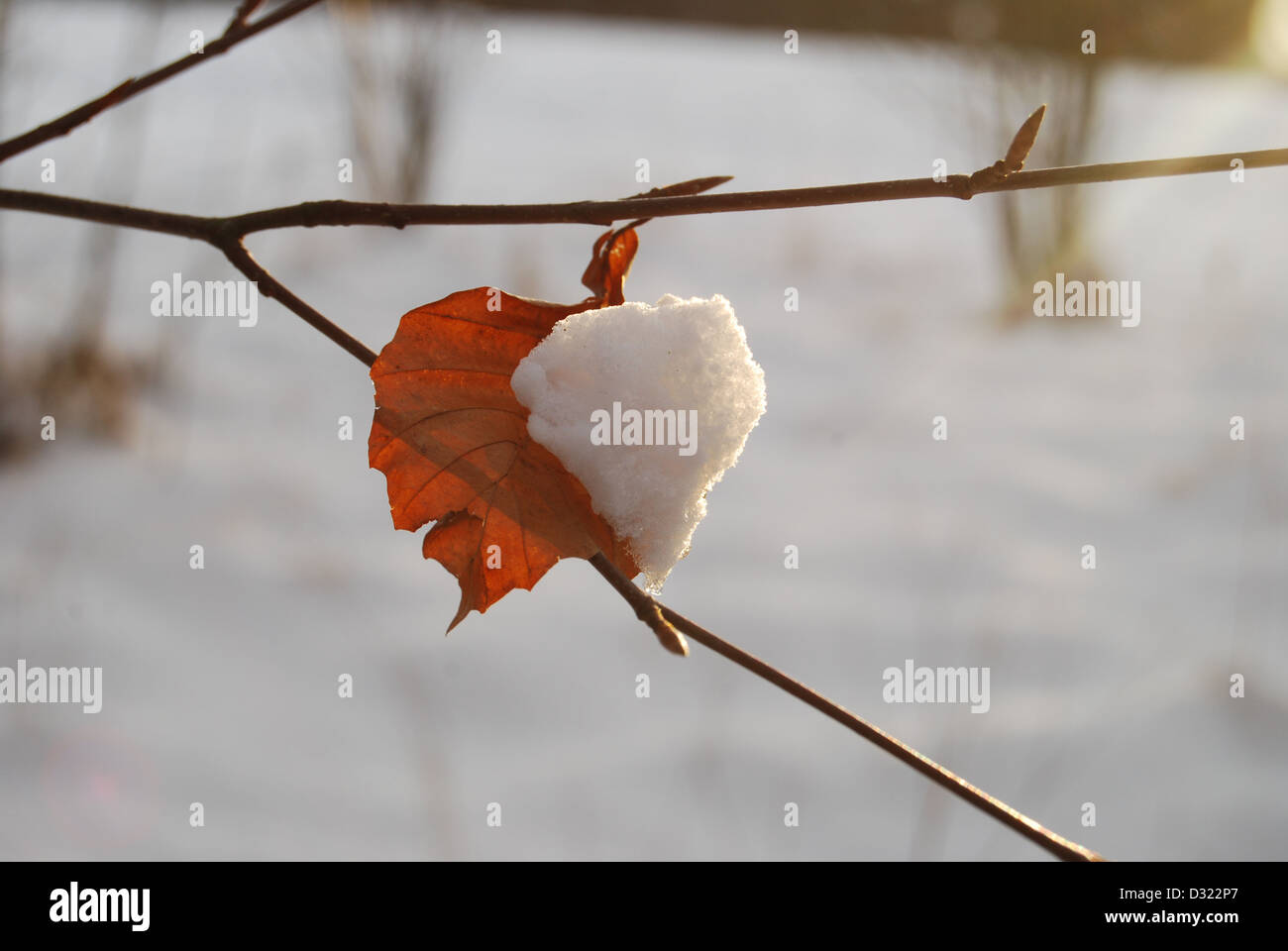 Un cuore rosso a forma di dead Orange foglia ultimo rimanente sull albero nella neve al tramonto con la neve su mezza foglia pronto a cadere Foto Stock