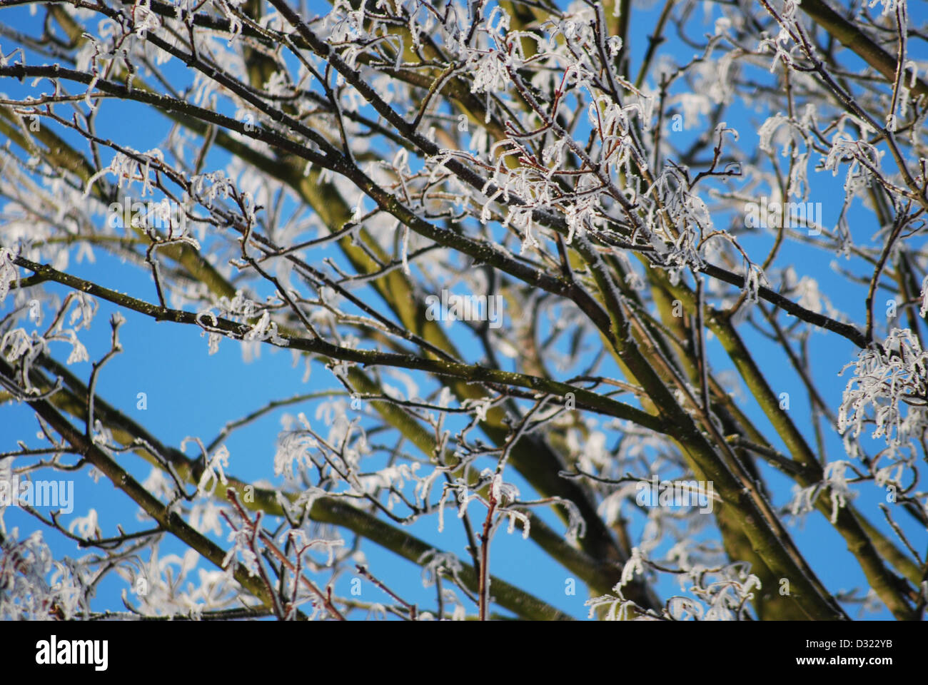 Una coperta di neve albero in inverno contro un luminoso cielo azzurro sfondo con ogni ramoscello fittamente ricoperta di brina molto pittoresco Foto Stock