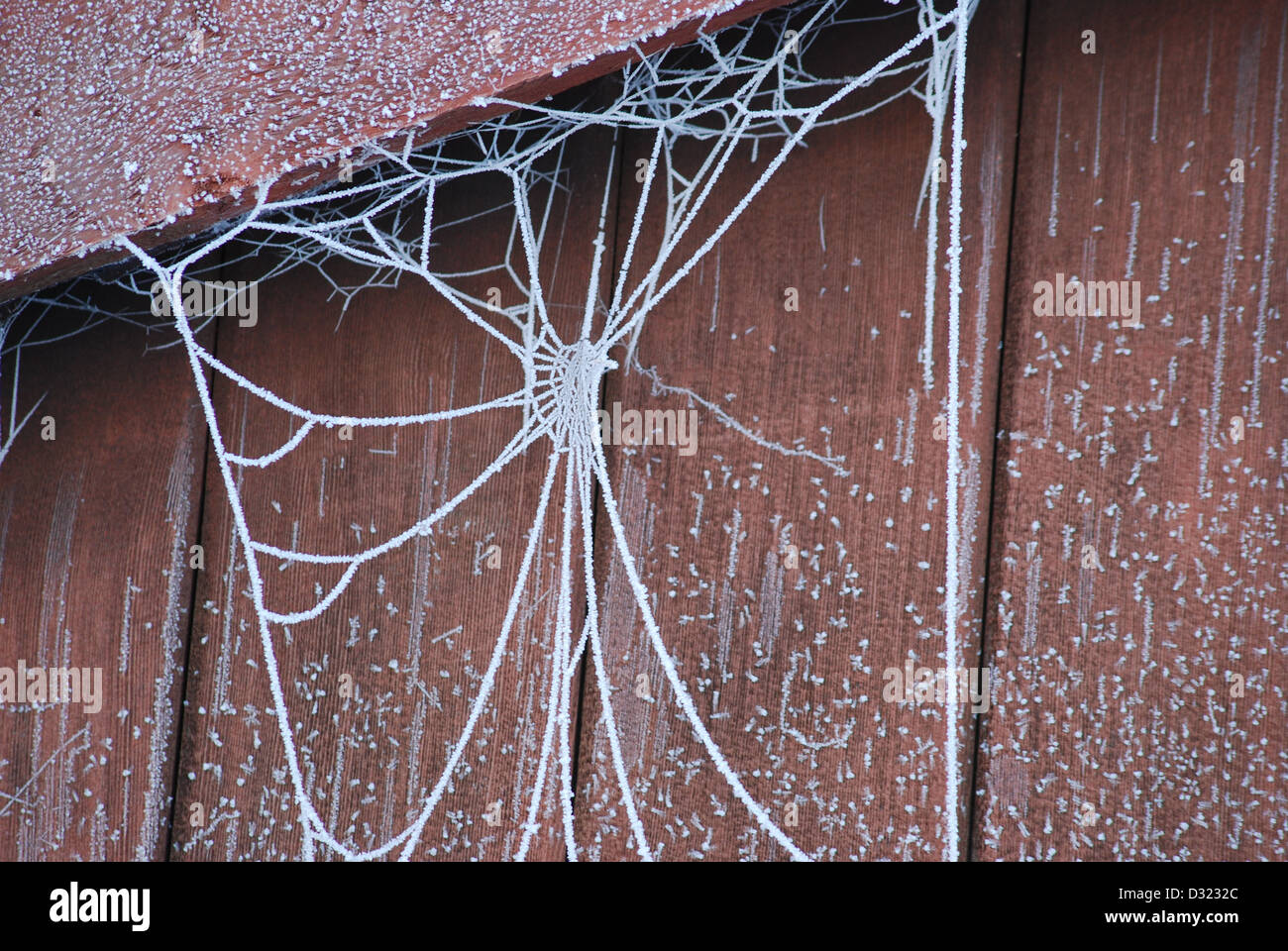 Una chiusura di un bianco spider web come esso è coperto con una spessa gelo su una coperta di neve rosso capannone con i cristalli di ghiaccio in modo nitido Foto Stock