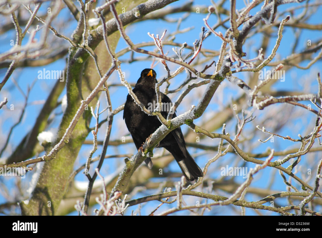 Un merlo su un ramo di un albero in inverno la neve e il gelo contro un cielo azzurro sfondo con l'uccello guardando sun Foto Stock