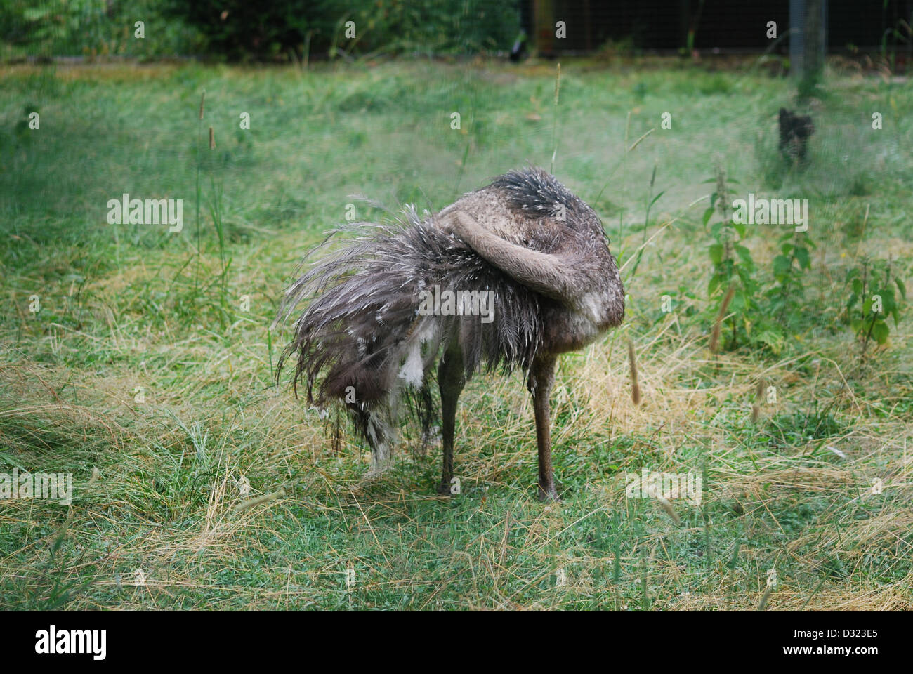 Un esotico Darwin bird governare le sue piume presso lo zoo di Edimburgo in un aperto erba verde campi di penna con grigio grigio piumaggio piume Foto Stock