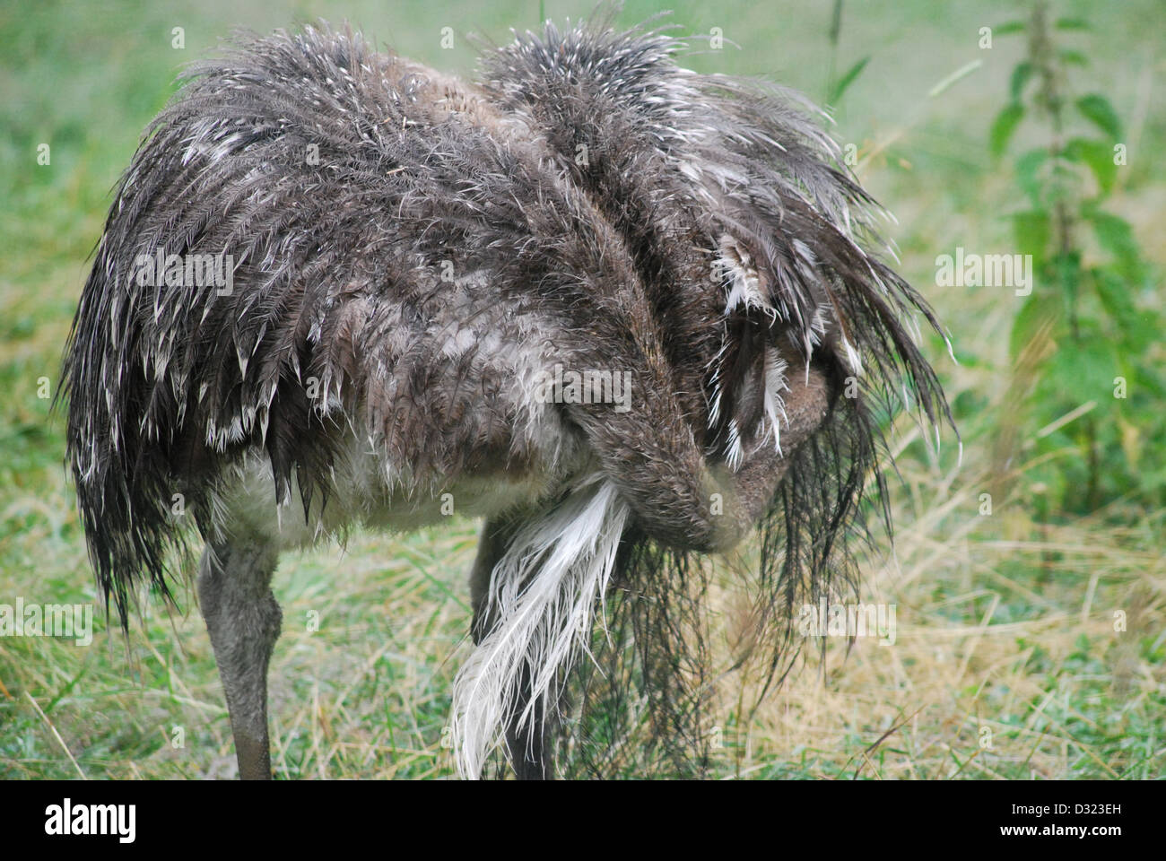 Un esotico Darwin bird governare le sue piume presso lo zoo di Edimburgo in un aperto erba verde campi di penna con grigio grigio piumaggio piume Foto Stock