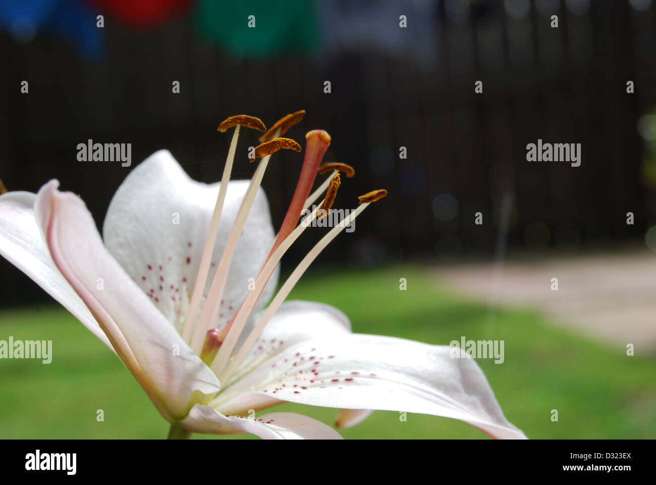 Un giglio bianco con goccioline di acqua sulla sua petali e semi guardando la luce in estate con luminosi colori attraenti macro Foto Stock