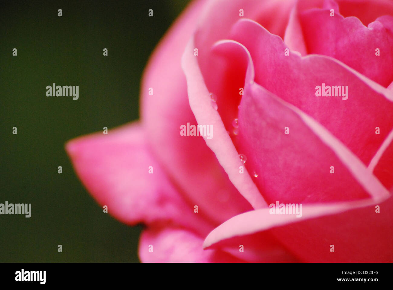 Una rosa rosa con goccioline di acqua sulla sua petali e semi guardando la luce in estate con un luminoso attraente colore romantico Foto Stock