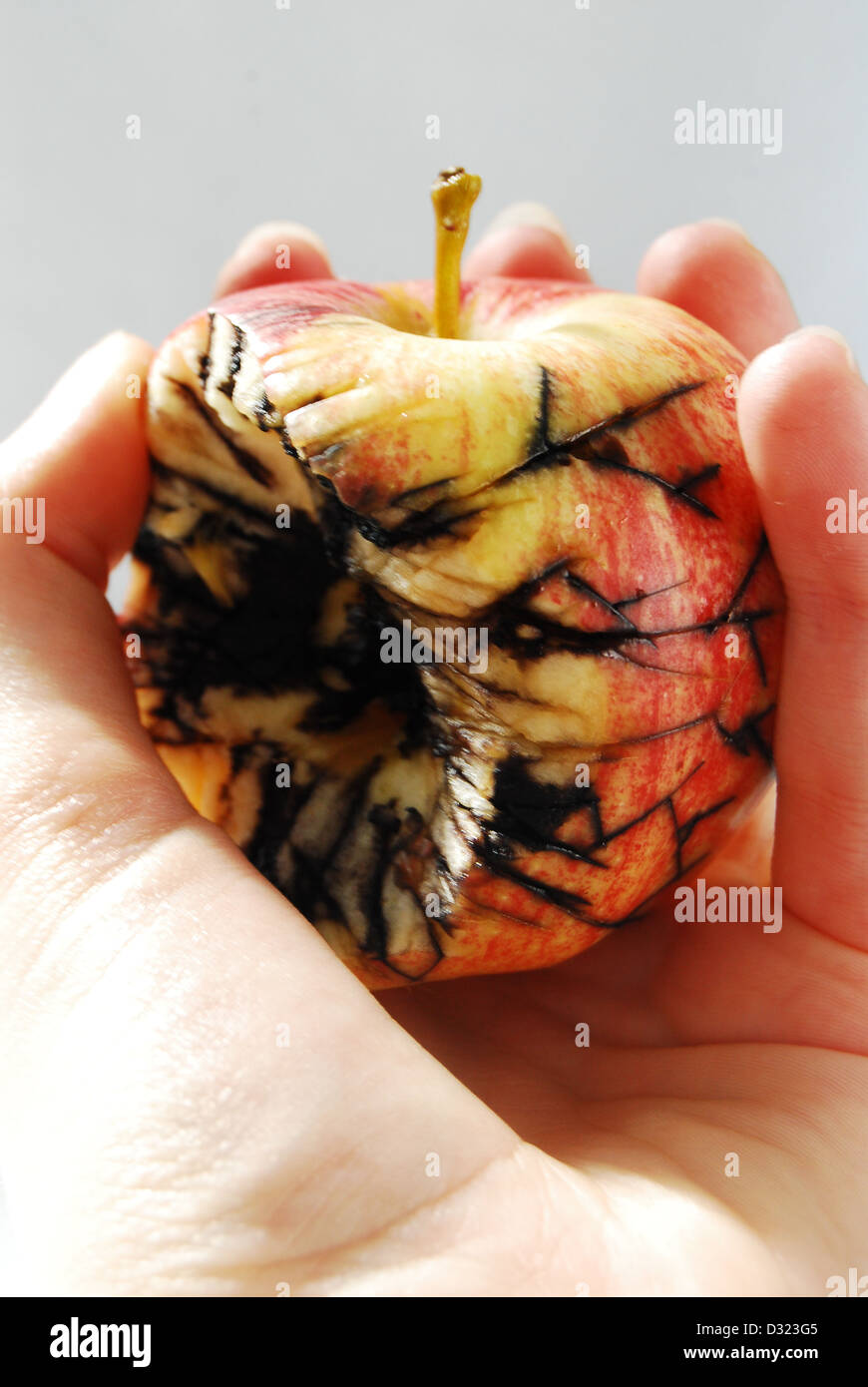 Un rosso e giallo Apple su uno sfondo bianco, detenute da una mano picchiato con black crepe e lo stampo che mostra il decadimento e marciume frutto Foto Stock