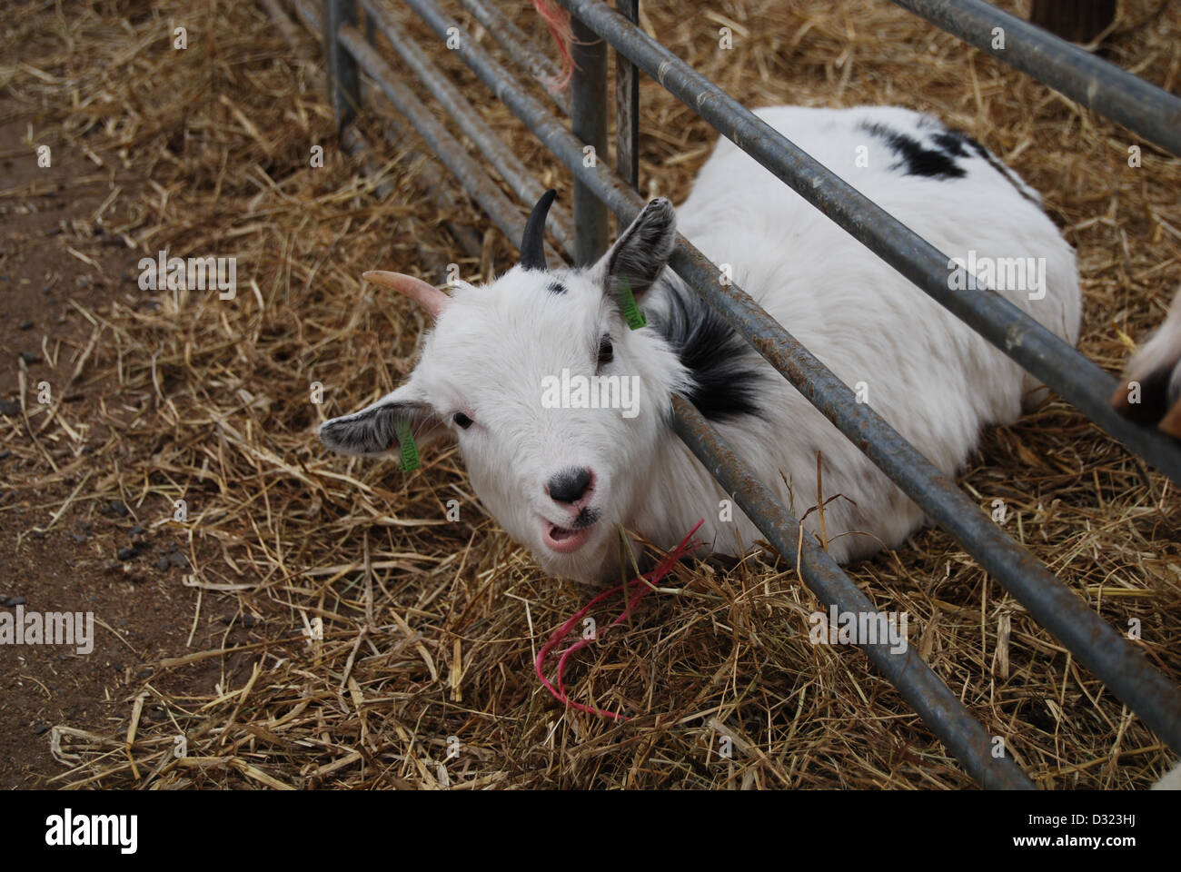 Un curioso cheeky capra guardando attraverso il foro nella penna con la videocamera in una penna piena di animali a un mercato zoo o agriturismo Foto Stock