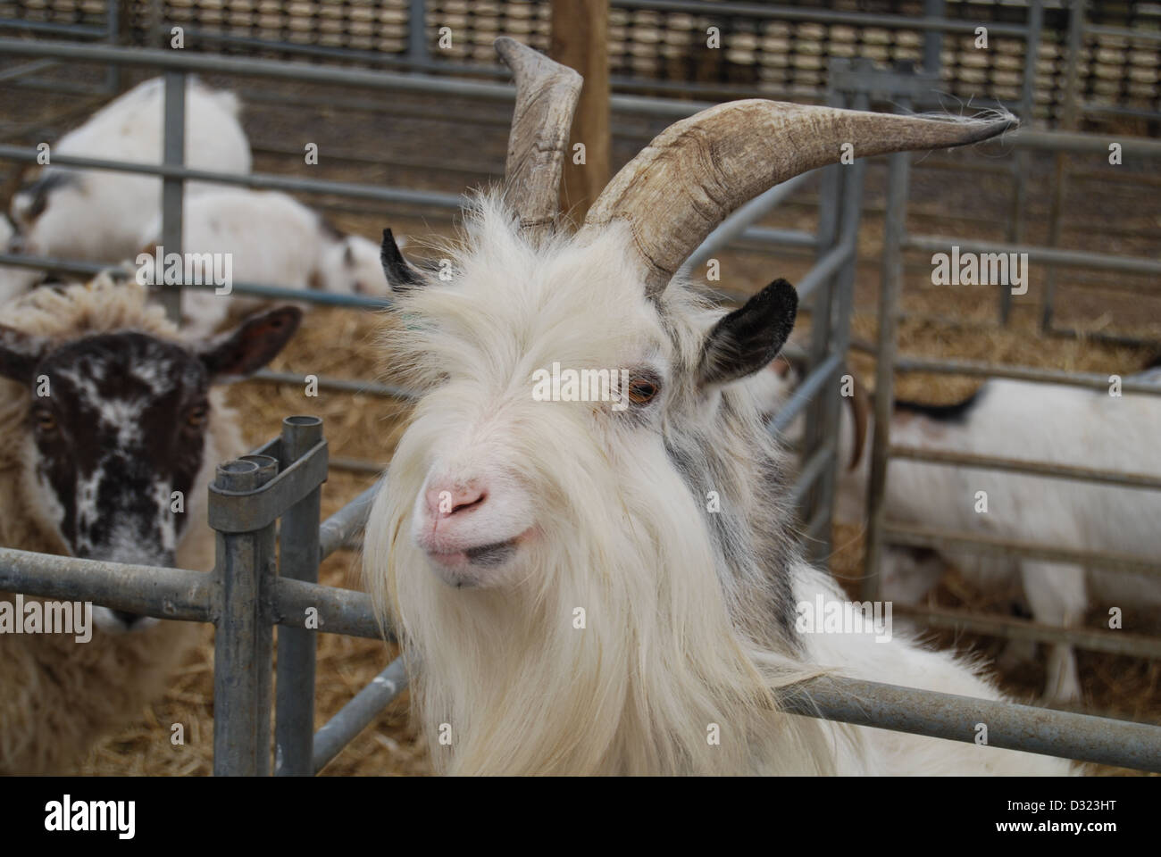 Un curioso cheeky capra guardando attraverso il foro nella penna con la videocamera in una penna piena di animali a un mercato zoo o agriturismo Foto Stock