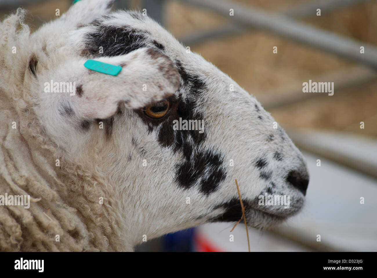 Un vicino ritratto di un maculato bianco e nero pecora con tagged orecchio in una penna piena di animali a un mercato zoo o agriturismo Foto Stock