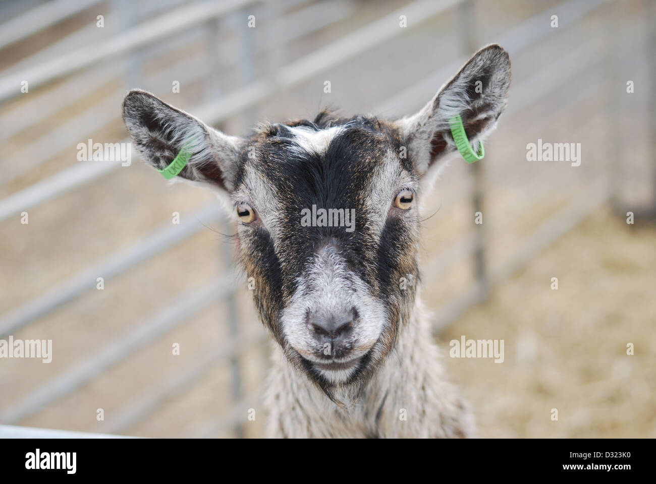 Un curioso cheeky capra guardando la telecamera in una penna piena di animali a un mercato zoo o fattoria con orecchie contrassegnate Foto Stock