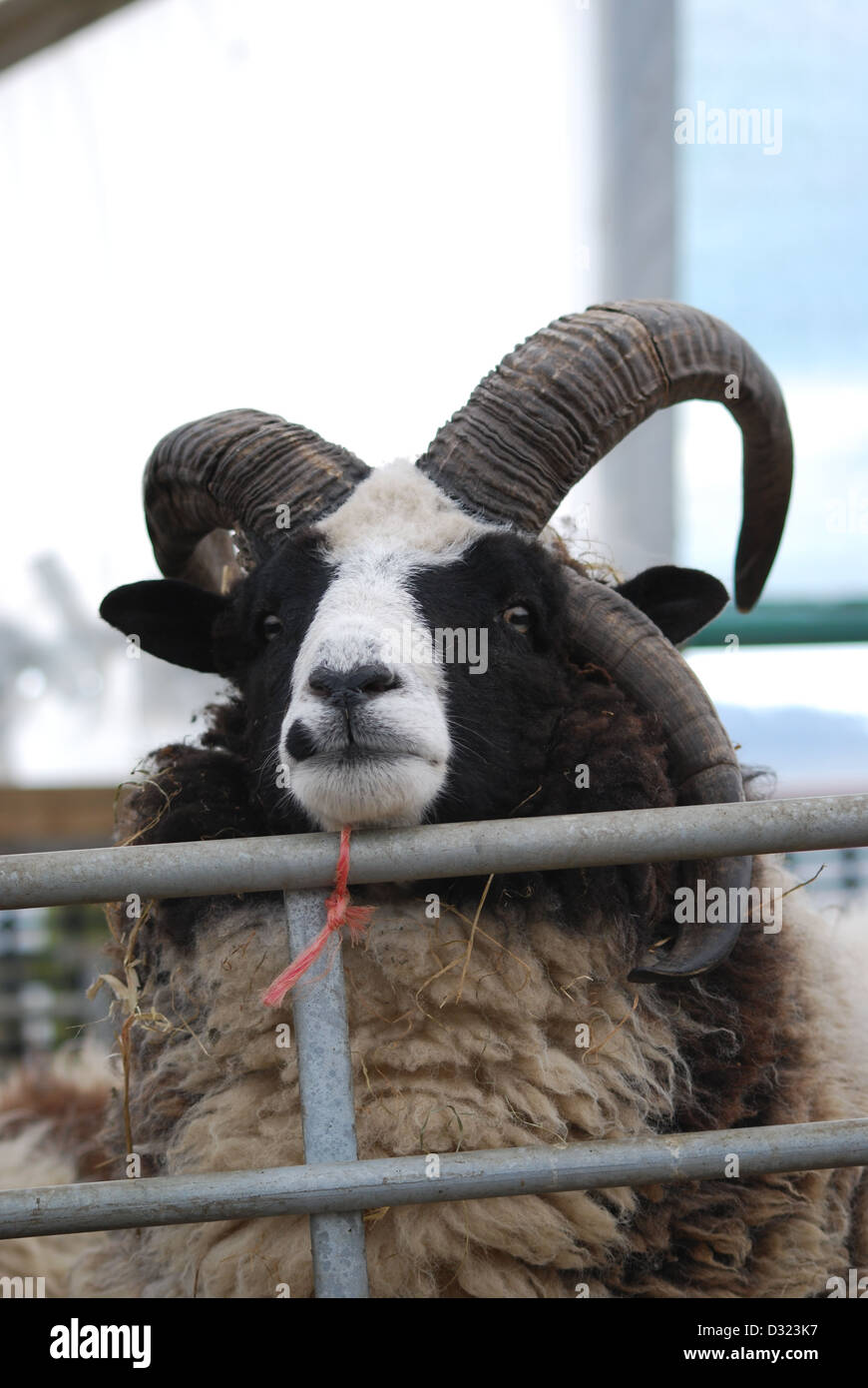 Un curioso cheeky pecore guardando la telecamera in una penna piena di animali a un mercato zoo o fattoria con orecchie contrassegnate Foto Stock