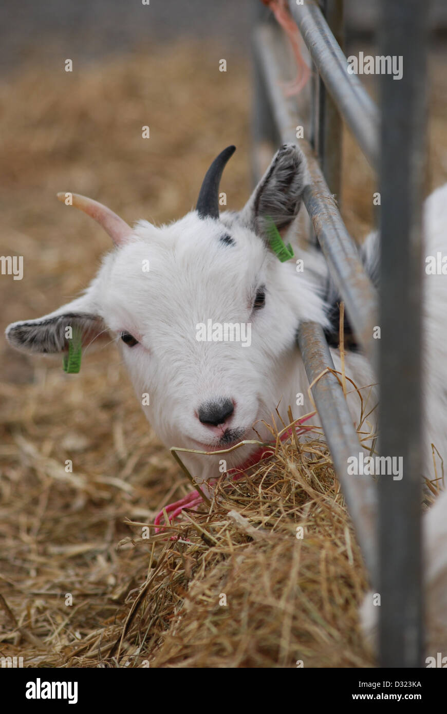 Un curioso cheeky capra guardando la telecamera in una penna piena di animali a un mercato zoo o fattoria con orecchie contrassegnate Foto Stock