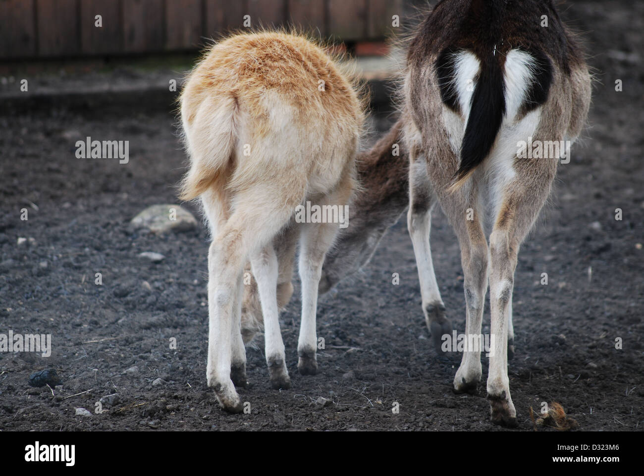 Una madre e un giovane cervo pascolo a fattoria e uno zoo di animali domestici nei loro penna uno con la bionda bionda fur gli altri con i capelli neri Foto Stock