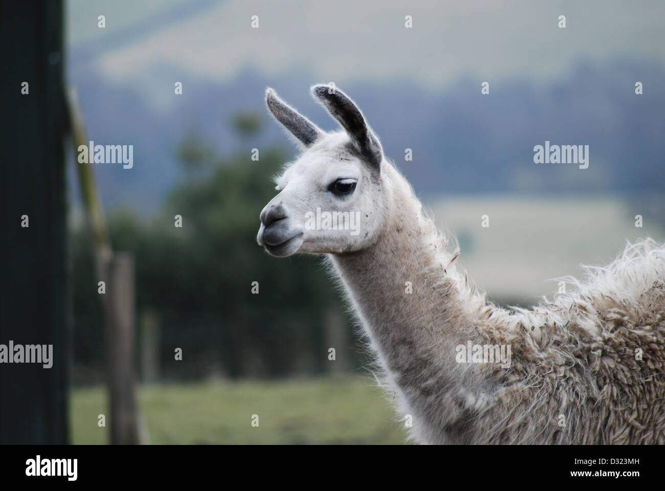 Un alpaca o llama a uno zoo di animali domestici e di fattoria, avviso e centrale al telaio con mantello bianco. Foto Stock