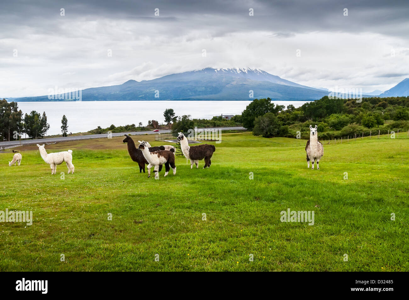 Alpaca e del vulcano di Osorno in un giorno nuvoloso, Regione del Lago, Cile Foto Stock