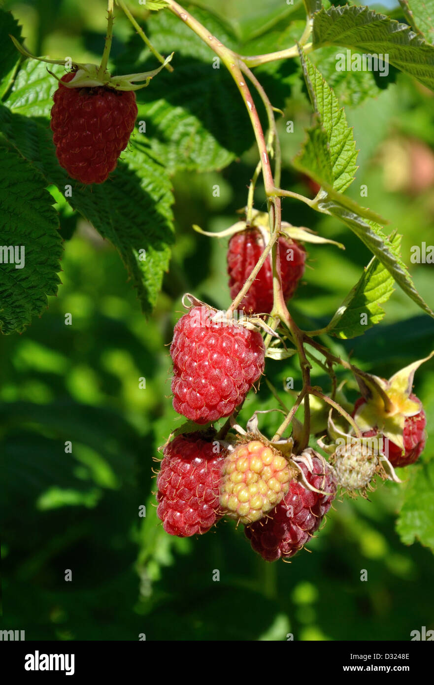 Big mature e frutti immaturi di lamponi su una canna nella luce solare Foto Stock