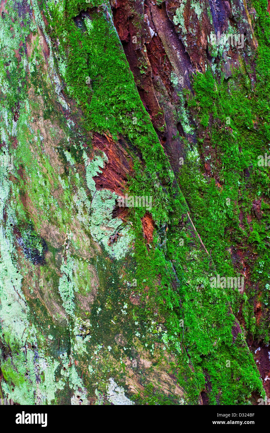 Immagine astratta di un decadimento ceppo di albero in una costiera della foresta di pioggia Foto Stock