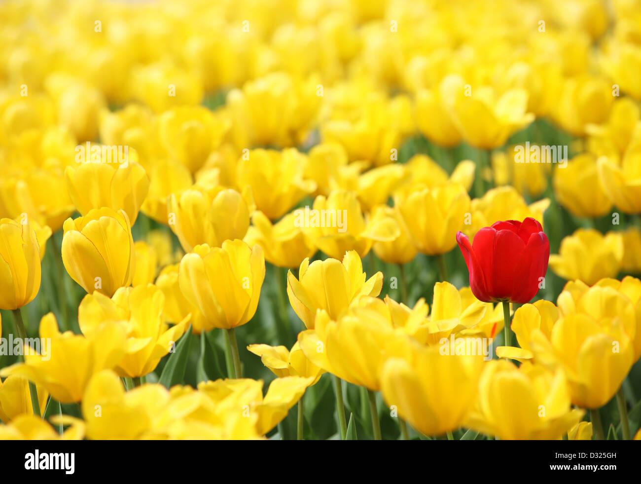 Tulipani gialli e uno rosso Foto Stock