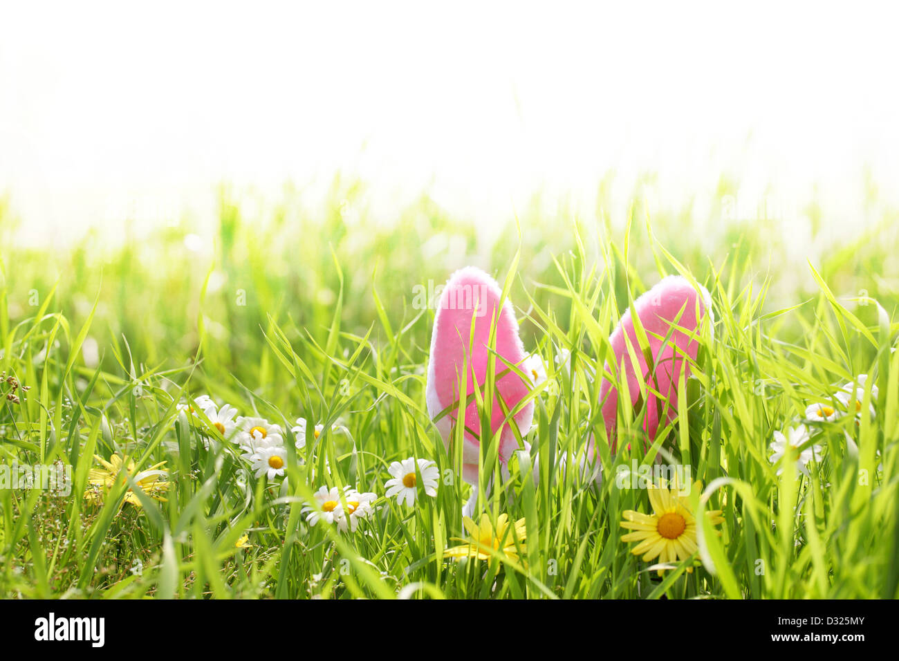 Coniglietto di Pasqua le orecchie in erba Foto Stock