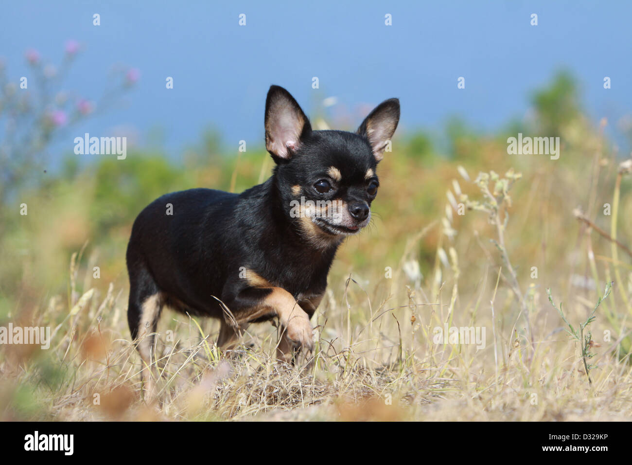 Cane adulto di Chihuahua in piedi in un prato Foto Stock