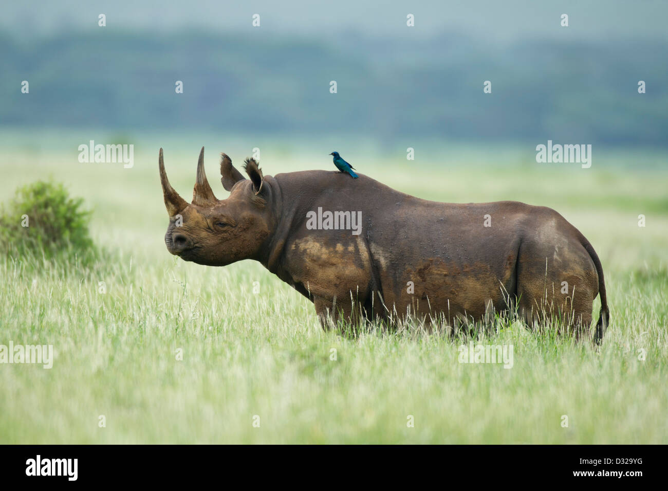 Rinoceronte nero (Diceros simum), Lewa Wildlife Conservancy, altopiano di Laikipia, Kenya Foto Stock