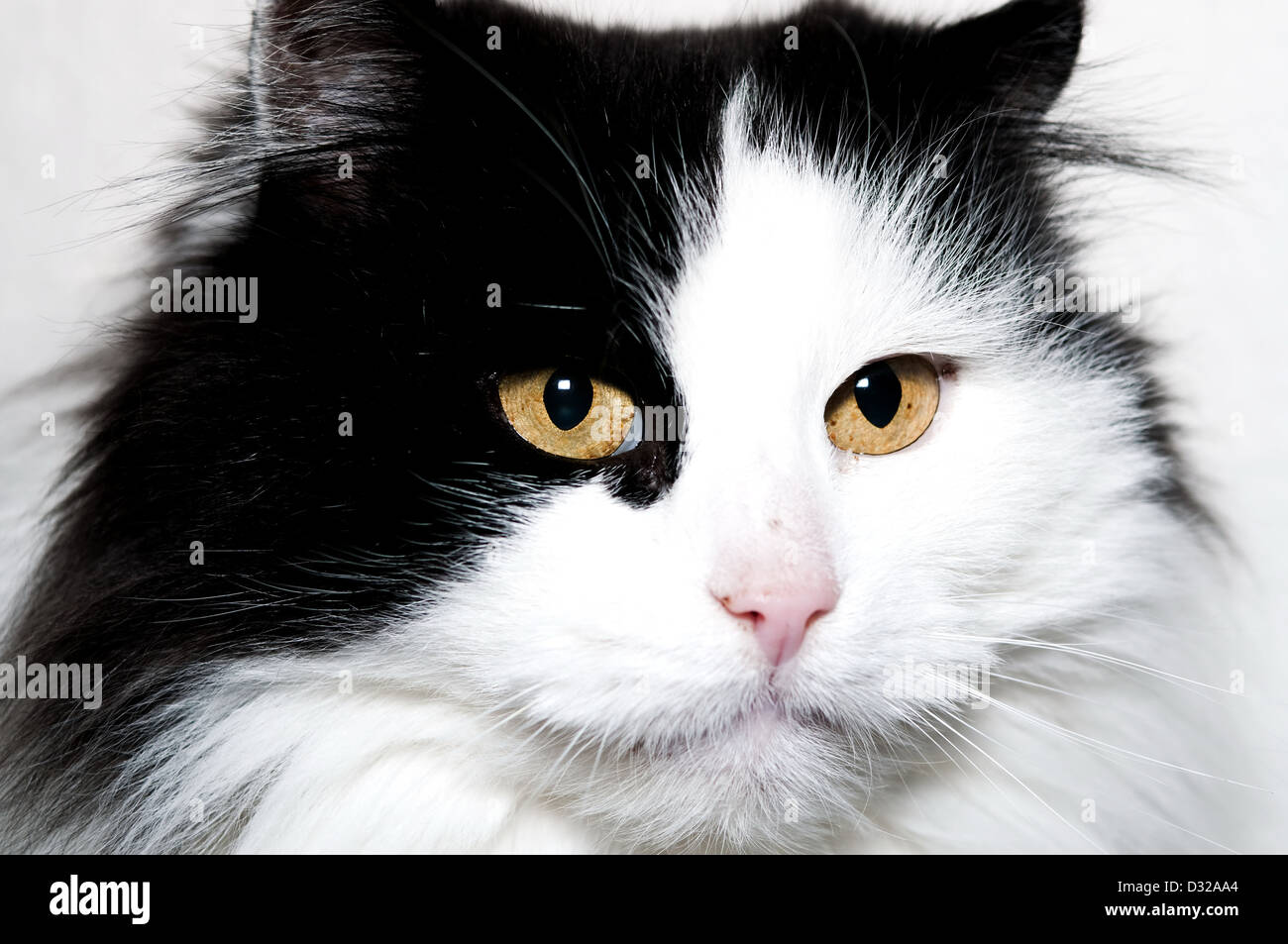 Ritratto di bianco e nero gatto con capelli lunghi Foto Stock