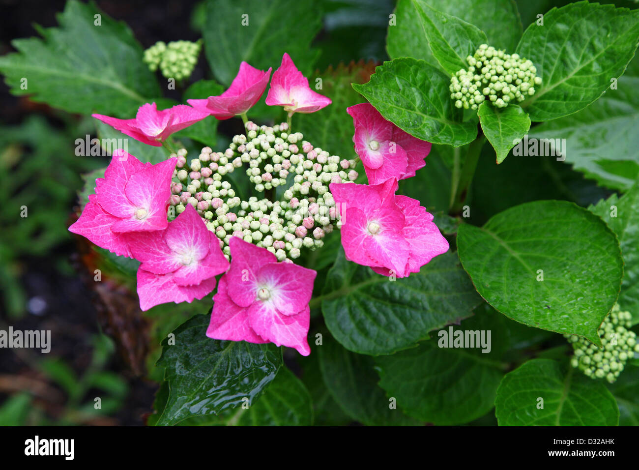 Un fiore rosa Mophead Hydrangea macrophylla Foto Stock