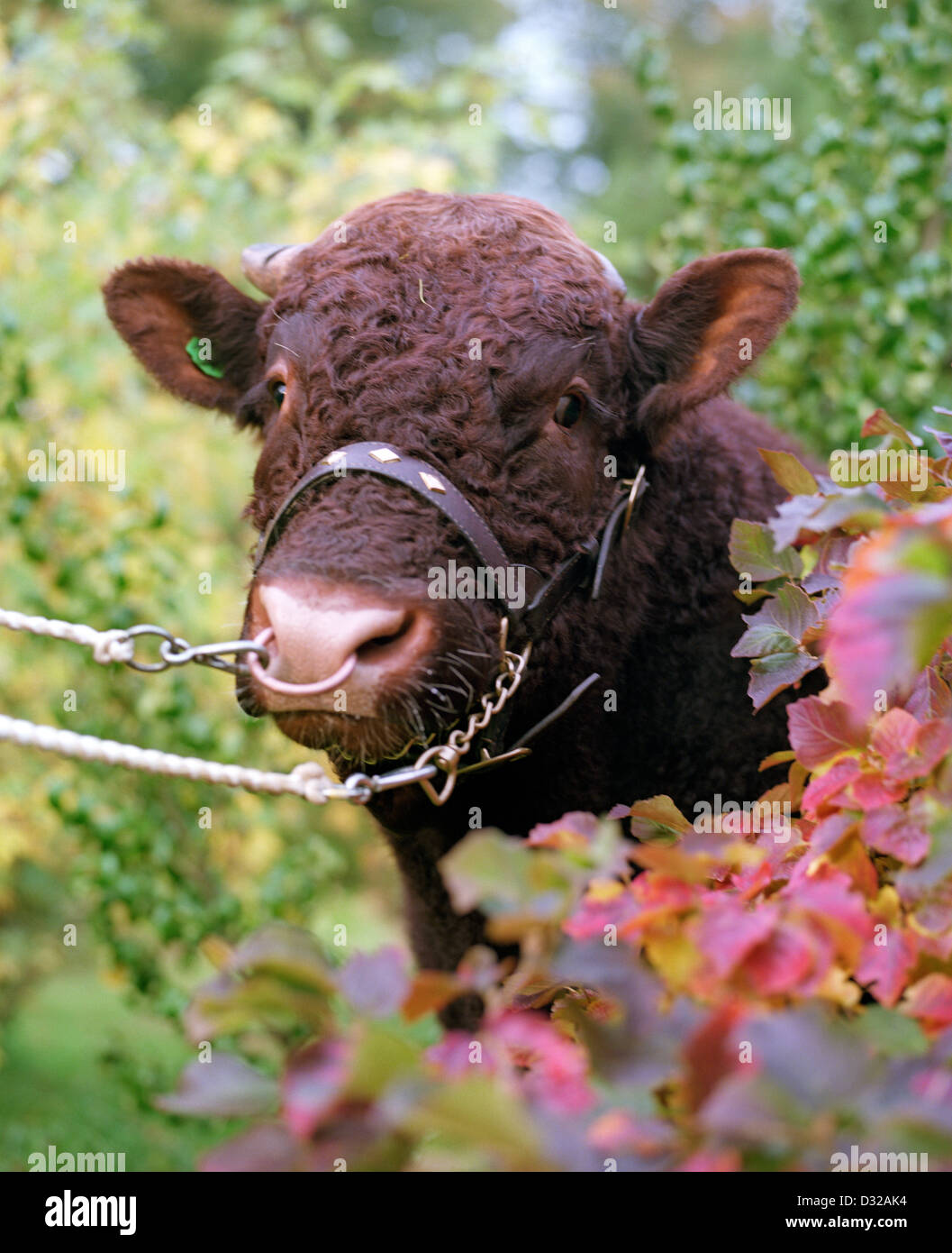 Ritratto di Devon bull, Forde Abbey, Devon, Inghilterra Foto Stock