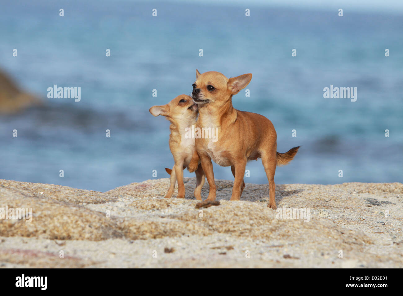 Cane Chihuahua adulto e cucciolo in piedi sulle rocce Foto Stock