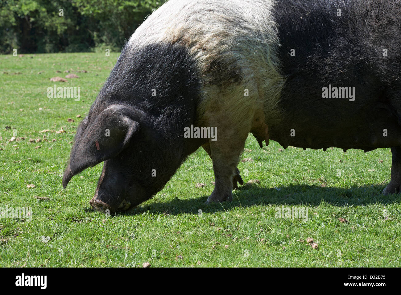 Il maiale foraging nel New Forest National Park, Hampshire UK nel mese di maggio Foto Stock