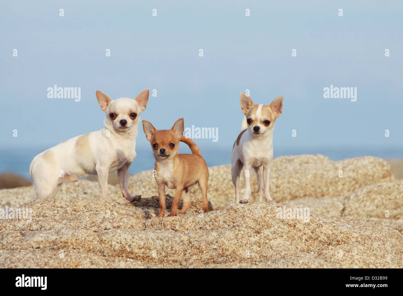 Cane Chihuahua adulti e cucciolo permanente sulla egli rocce Foto Stock